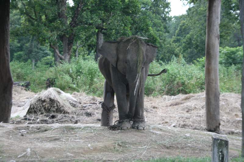 India & Nepal 2011 - 0602